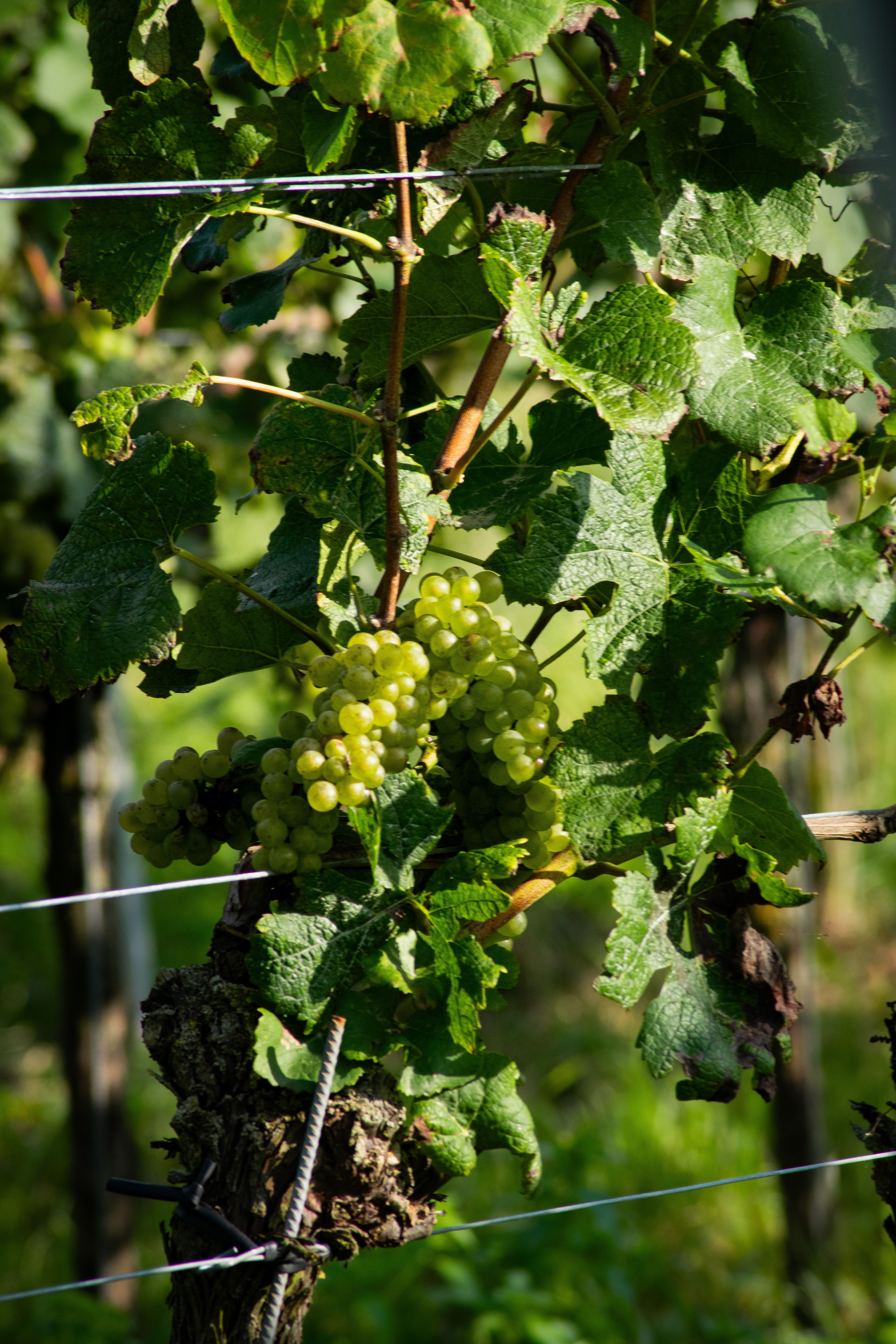 Close-up of ripe white grapes hanging on the vine at Bench and Brine estate