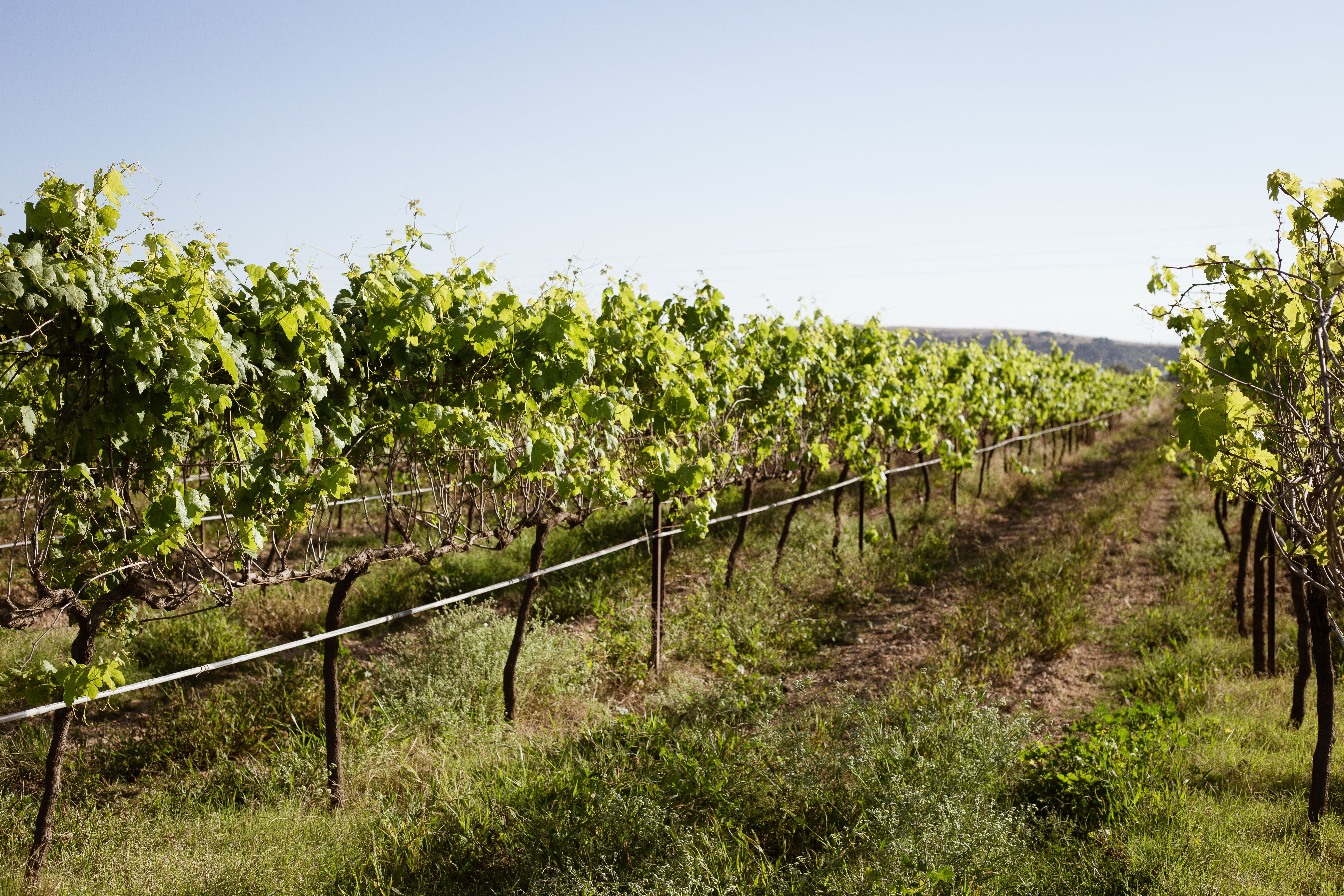 Long rows of vines stretching under a bright sky at the Bench and Brine estate